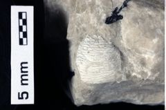 Foto (Detailansicht) von Discutiolira moesica (Muţiu & Bădăluţă, 1971) (NHMW-GEO-1990-0041-0492)